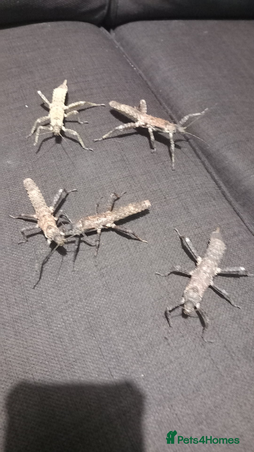 Stick Insects invertebrates for sale: Adult Eurycantha Calcerata Pairs - Advert 5