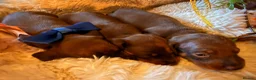 Miniature Dachshund dogs for sale: KC Miniature dachshund chocolate and tan puppies!  - Advert 11
