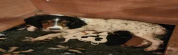 Sprocker dogs for sale: Sprocker Spaniels from Registered Breeder  - Advert 11
