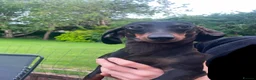 Dachshund dogs for sale: Three 3 year old + five 2 year old dachshund dogs. - Advert 6