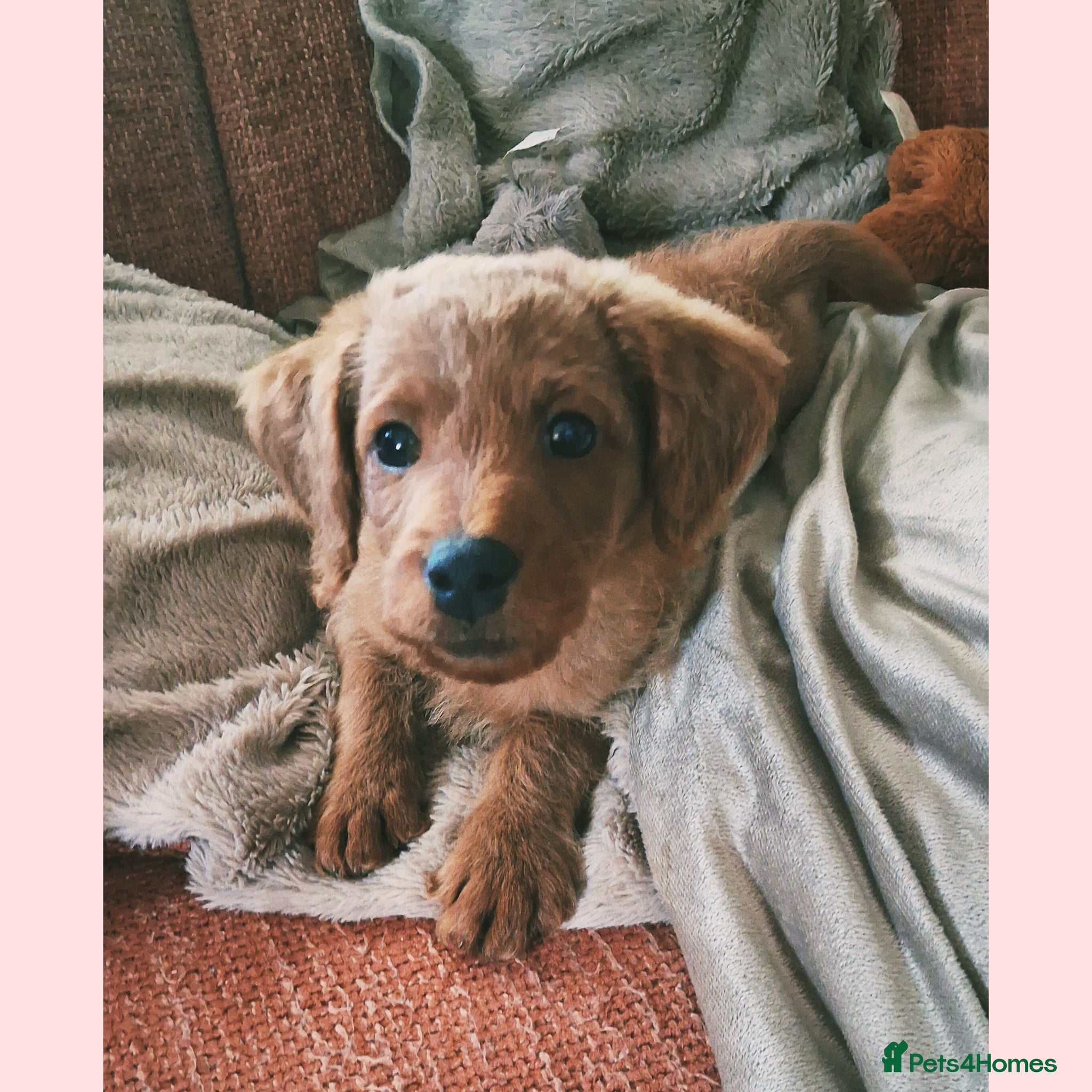 Labradoodle dogs READY to leave - Miniature F1b Labradoodles - Advert 3