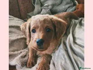 Labradoodle dogs READY to leave - Miniature F1b Labradoodles - Advert 3