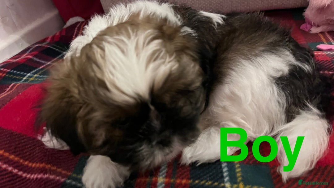 Shih Tzu dogs for sale: Beautiful puppies are looking for a new home - Image 4