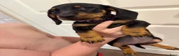 Dachshund dogs for sale: Male Dachshund puppy - Advert 11