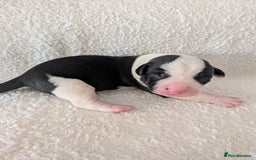 Mixed Breed dogs for sale: Cockerbull puppies  - Image 16