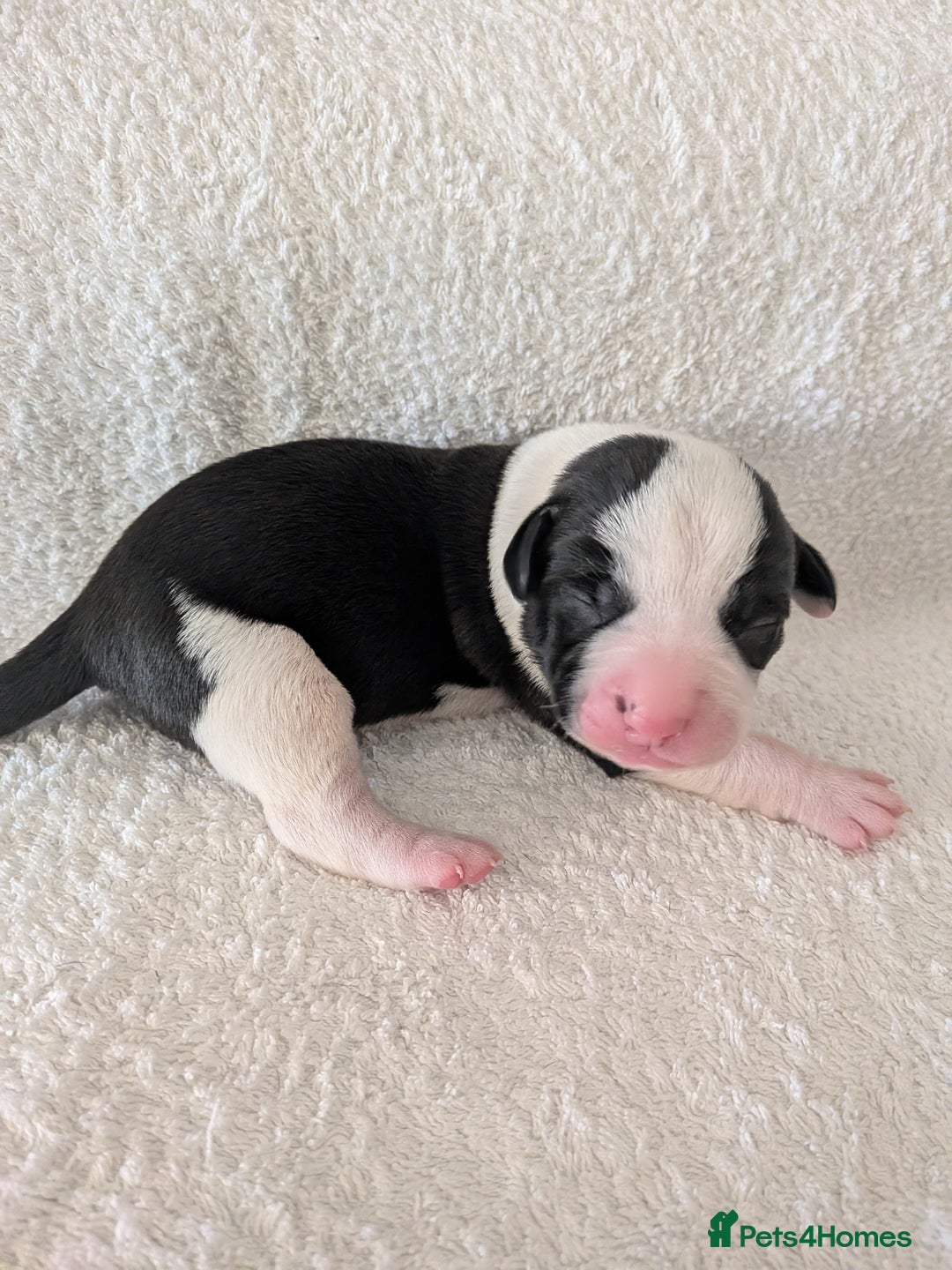 Mixed Breed dogs for sale: Cockerbull puppies  - Image 16