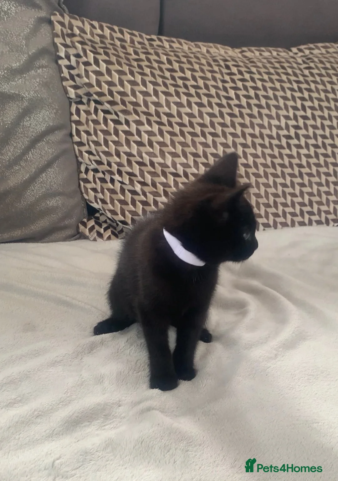 Mixed Breed cats for sale: Gorgeous farm kittens  - Advert 7