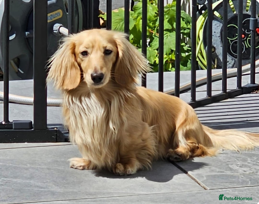 Miniature Dachshund dogs for sale: Beautiful long haired cream mini dachshund puppies - Image 16