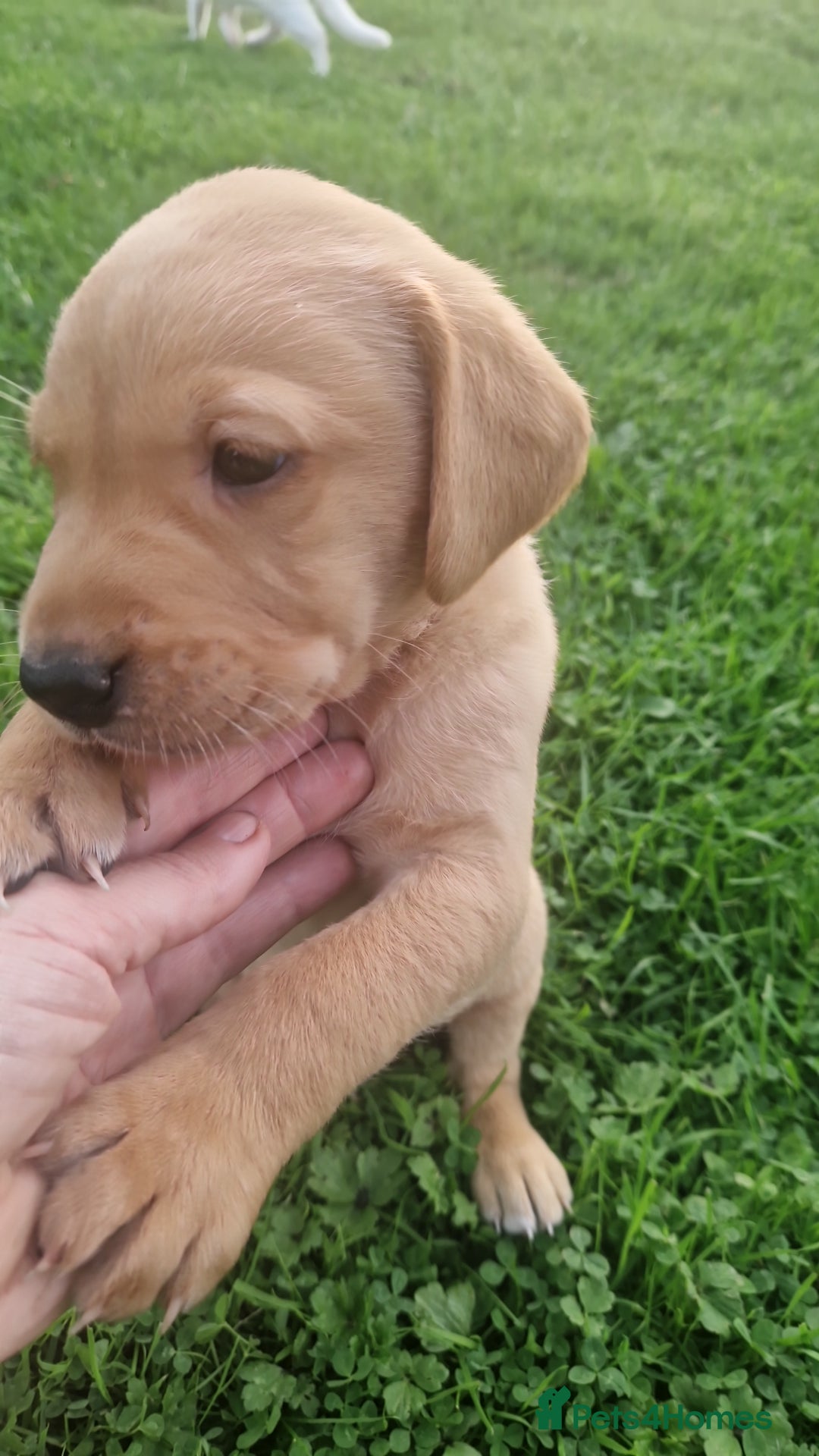 Labrador Retriever dogs for sale: Labrador puppies looking for 5* homes - Image 20
