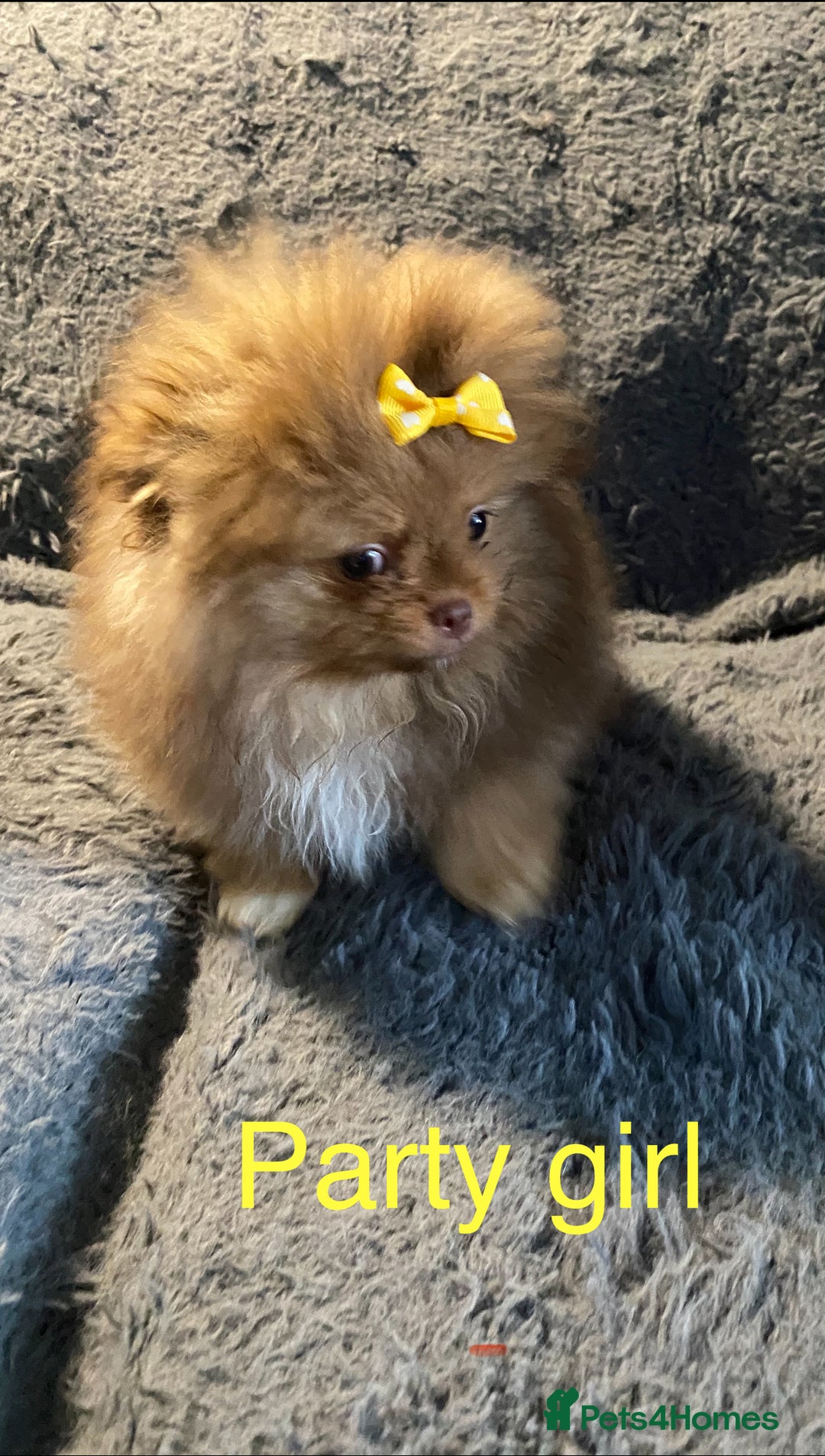 Pomeranian dogs for sale: 3 outstanding Pomeranian puppies  - Image 2