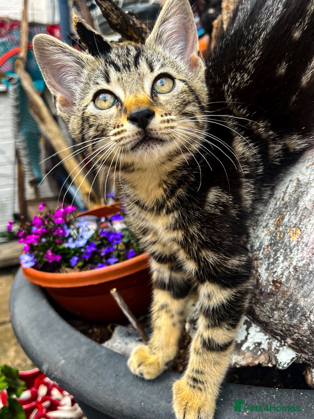 Bengal cats for sale: RARE Coats ~ Bengal/Maine Coon mix - Image 3