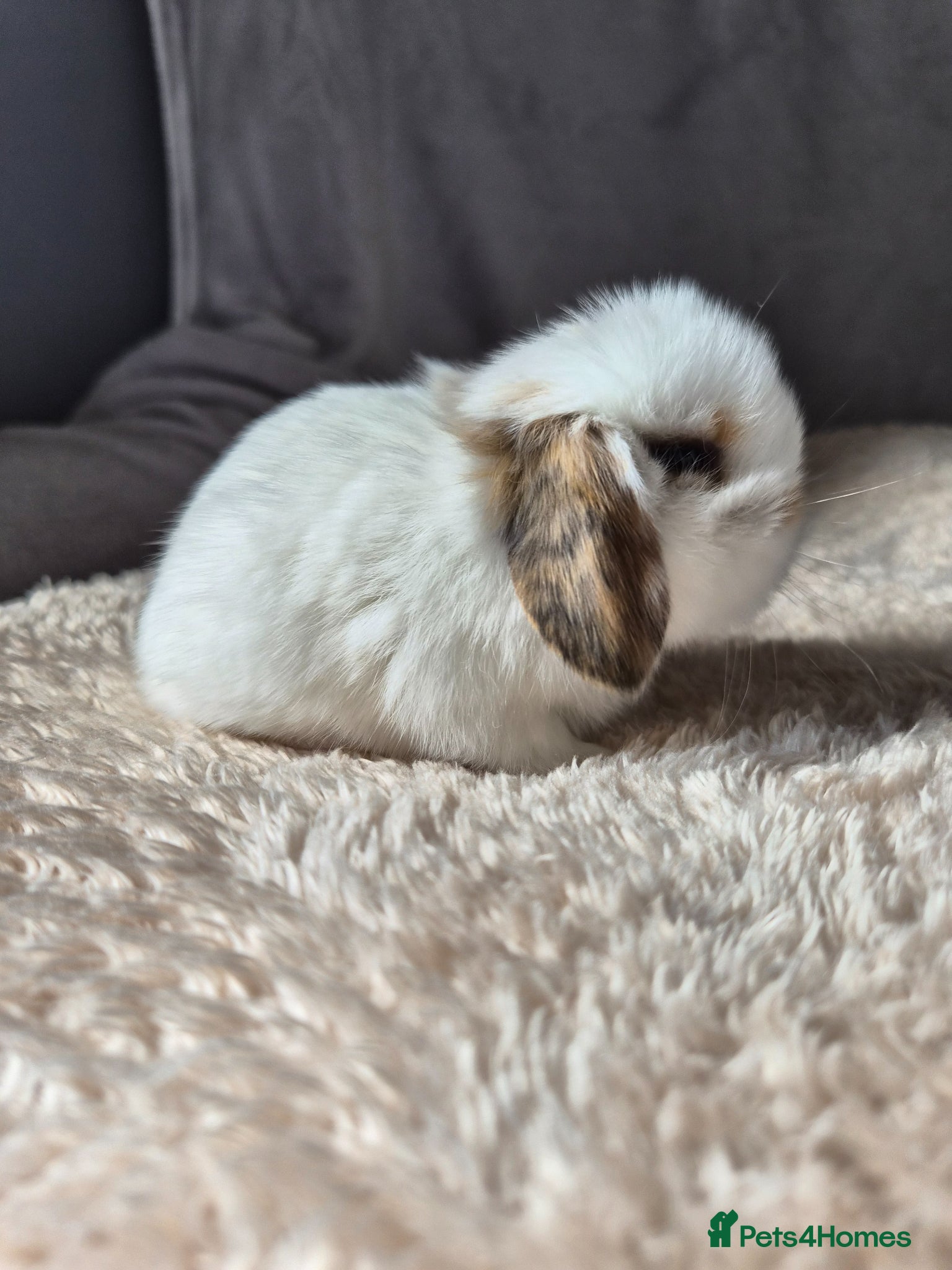 Mini Lop rabbits Last Baby mini lop Boy available  - Advert 10