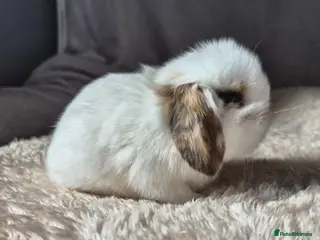 Mini Lop rabbits Last Baby mini lop Boy available - Advert 10