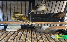 Parrots birds for sale: Available BIRDS/PARAKEETS/PARROTS  - Image 18