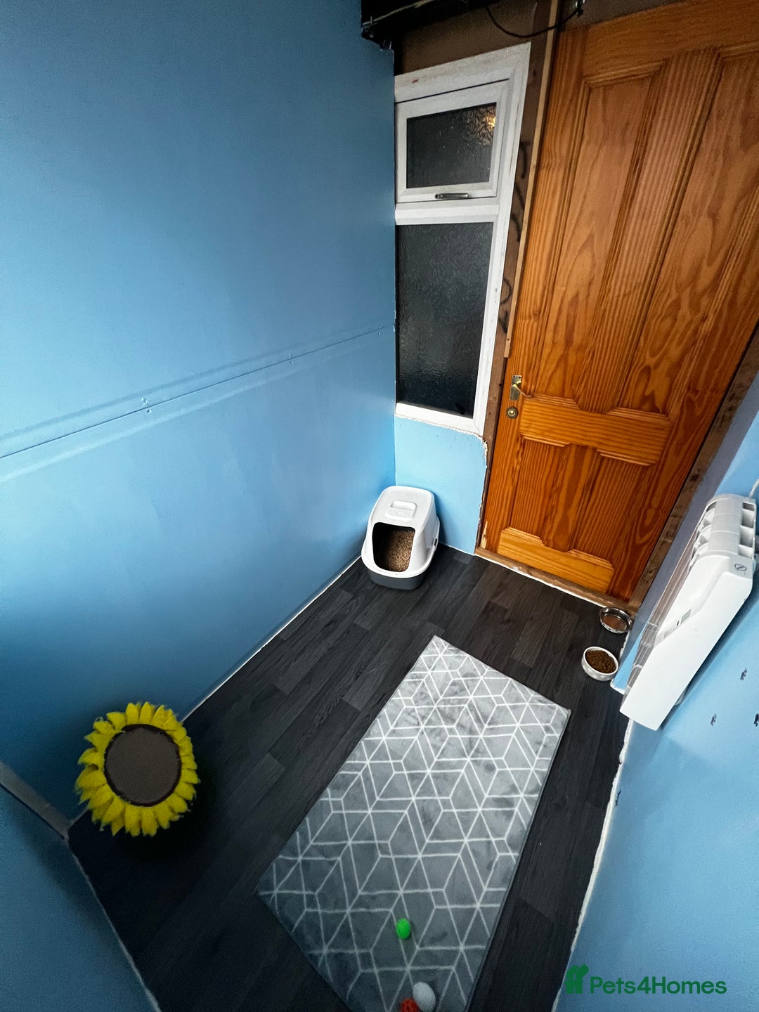 Ragdoll cats for stud: GCCF registered Ragdoll stud in Stoke-on-Trent - Advert 13