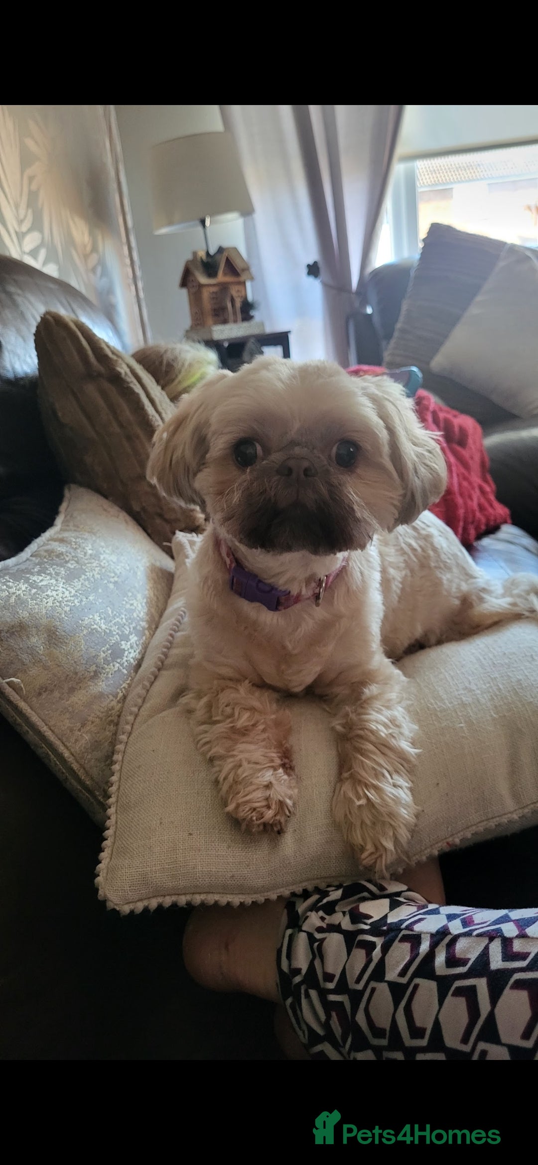 Mixed Breed dogs for sale: Shision/shitzu pups  - Advert 6