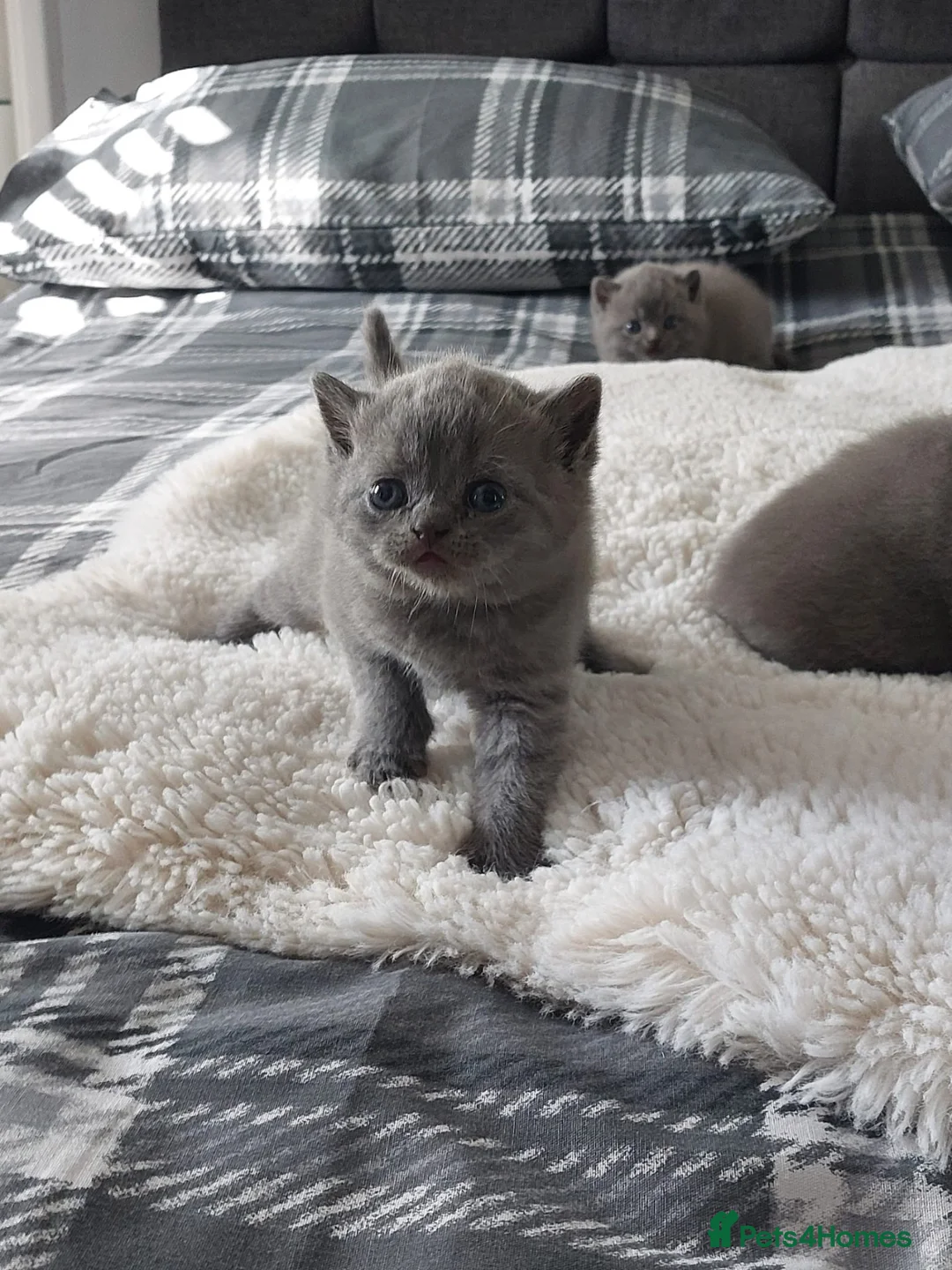British Shorthair cats for sale: British shorthair scotish fold  - Advert 8