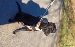 Mixed Breed dogs for adoption: SHEAMUS - a handsome boy for an experienced Owner - Image 26