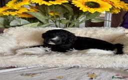 Saint Bernard dogs for sale: F1 st doodles puppies for sale - Image 31