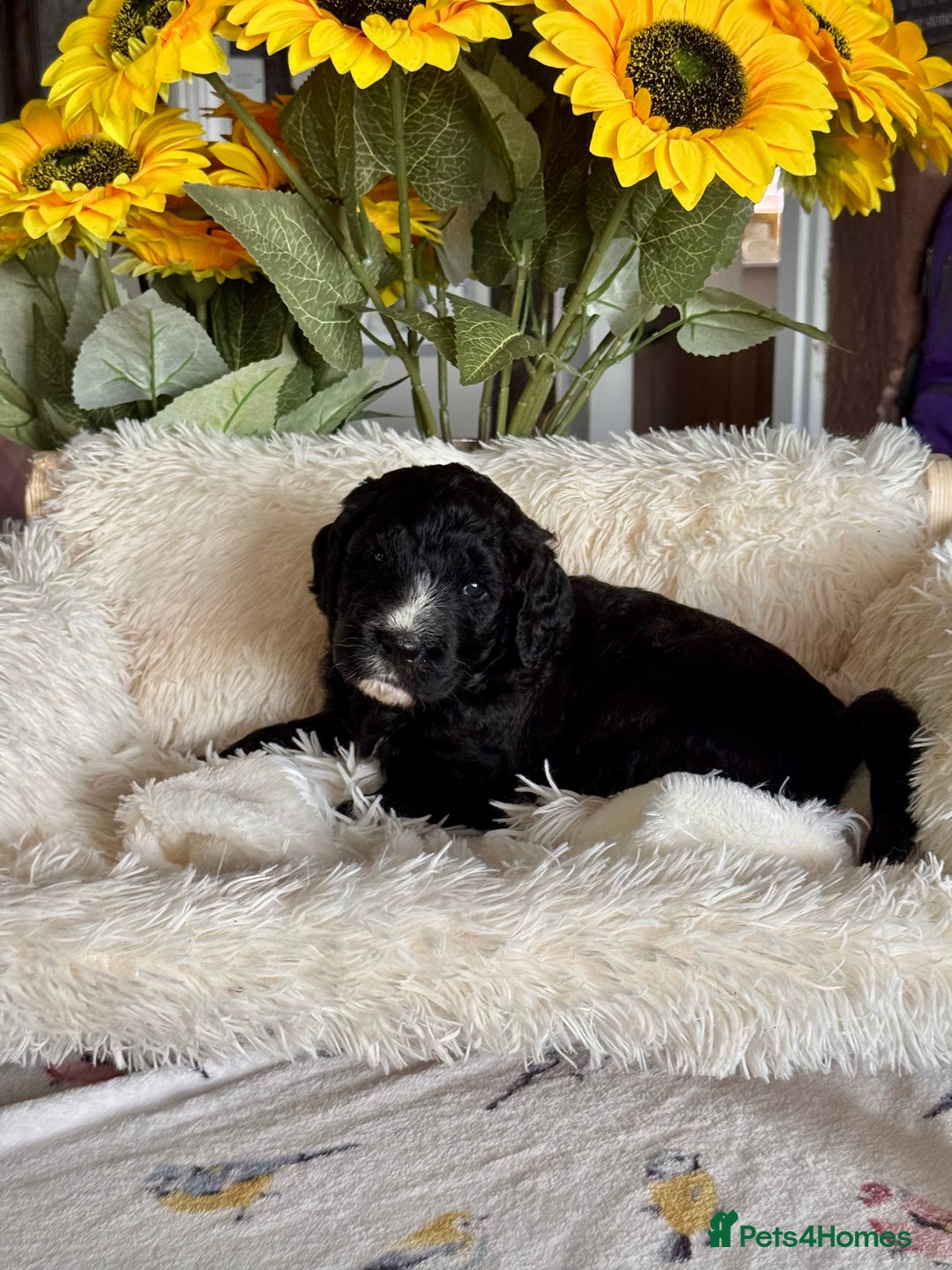 Saint Bernard dogs for sale: F1 st doodles puppies for sale - Image 31