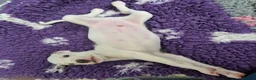 Whippet dogs for sale: Heart and DNA tested Blue Parti Whippet Puppies. - Advert 21