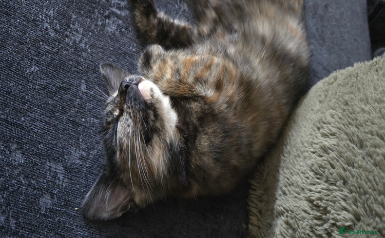Domestic Shorthair cats - Advert 1