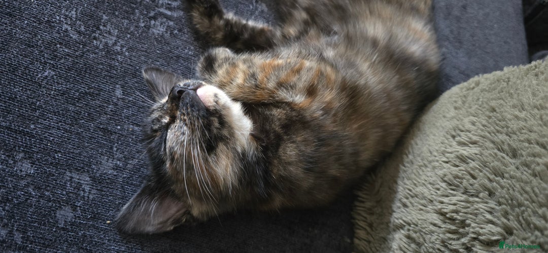 Domestic Shorthair cats for sale: £10. 17 week old cat - Image 1