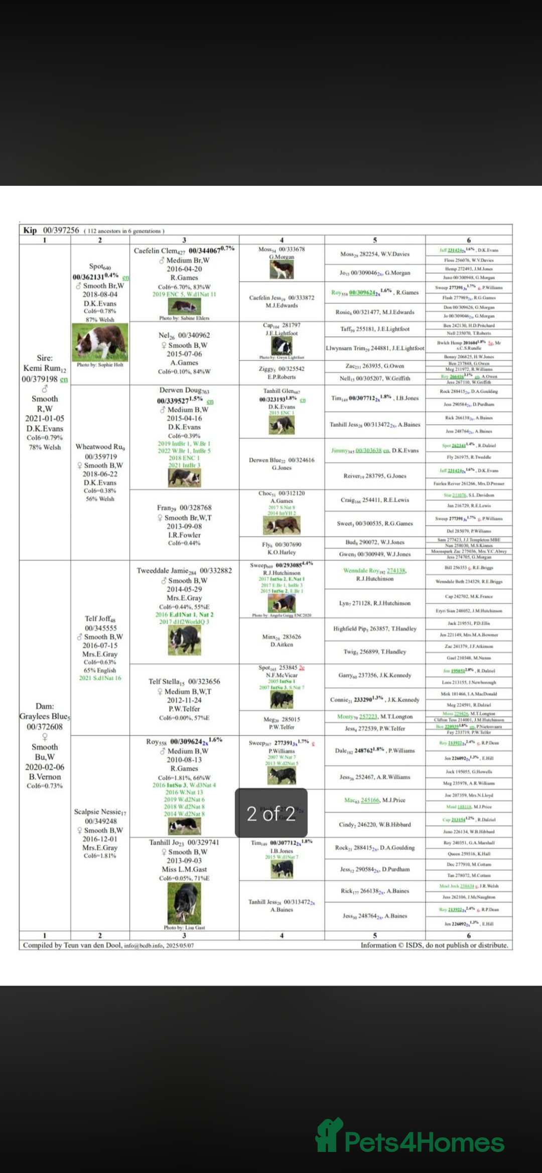 Border Collie dogs for sale: 6 healthy border collie pups - Advert 12