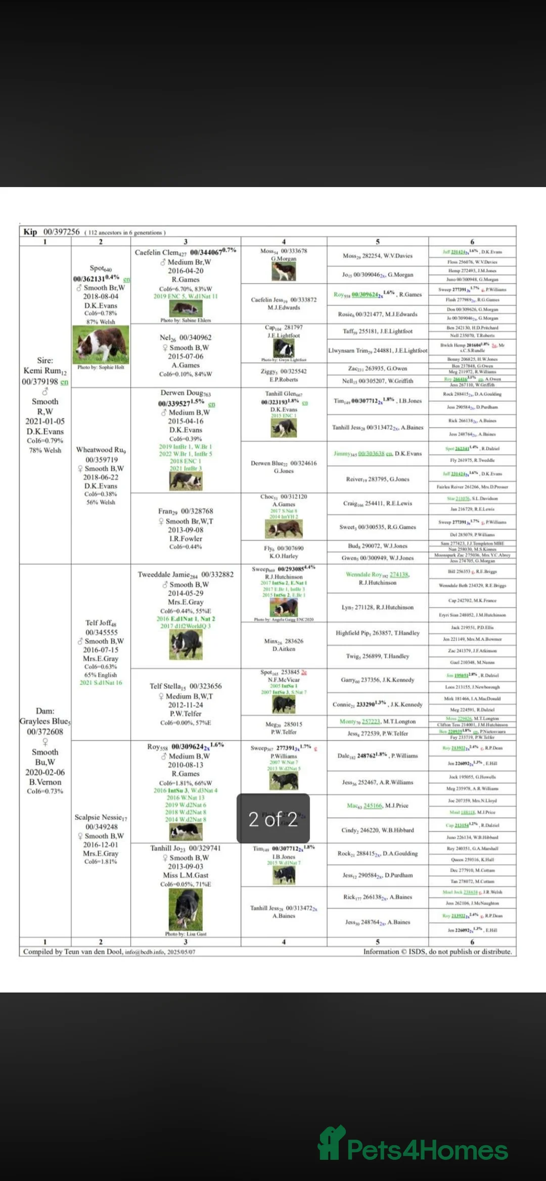 Border Collie dogs for sale: 1 little girl left  - Advert 5