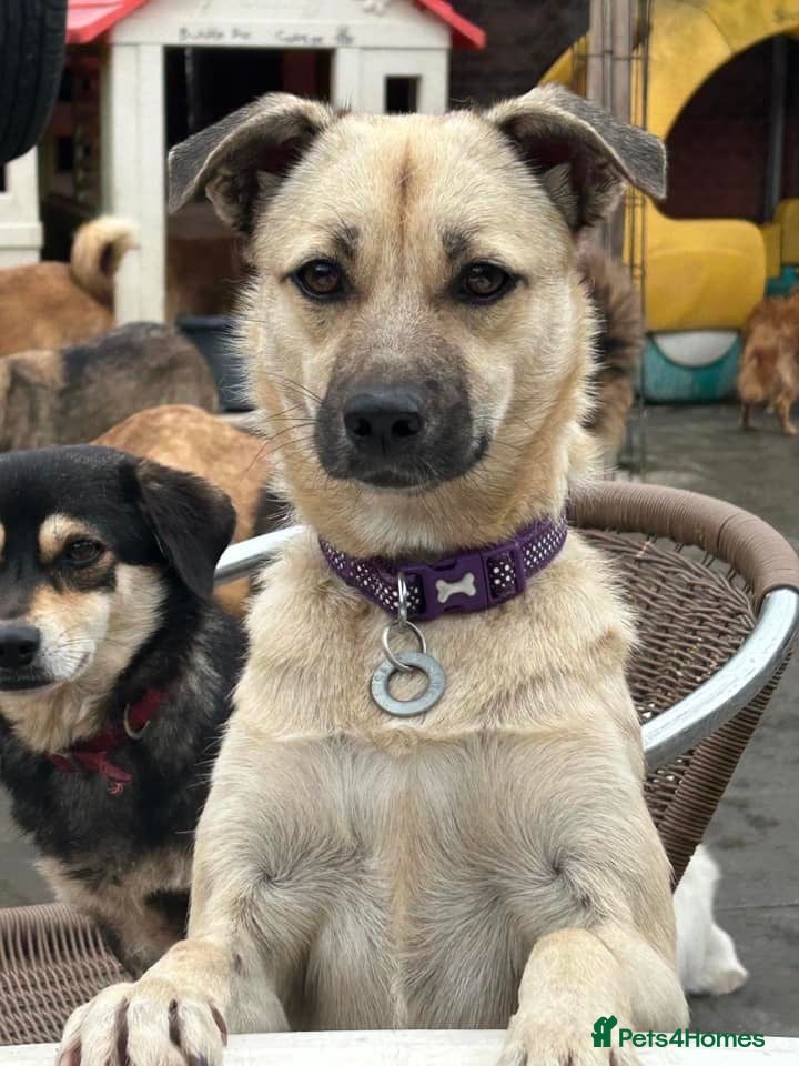 Mixed Breed dogs Barbie - Norwich Norfolk  in Norwich - Advert 14