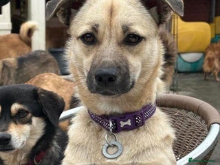 Mixed Breed dogs in Norwich - Advert 21