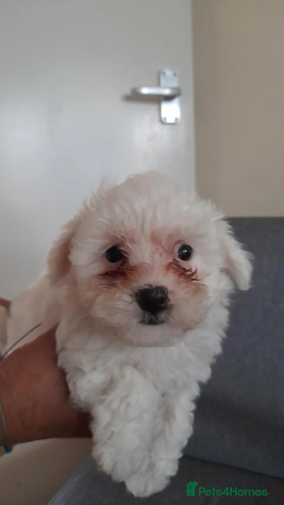 Bichon Frise dogs for sale: Bichon Frise  in Cheltenham - Advert 2