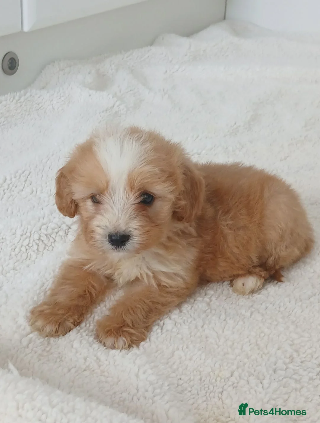 Cockapoo dogs for sale: Toy PRA Clear cockapoo  in Basildon - Advert 13