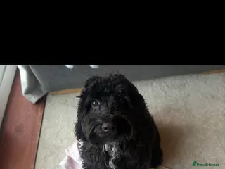 Sproodle dogs Sproodle pup - Advert 2