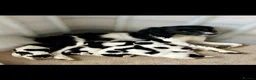 English Springer Spaniel dogs for stud: Wessexmac's King Kobe at Stud - Advert 15