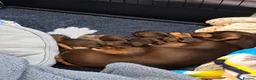 Miniature Dachshund dogs for sale: Minature Dashound Pupps  in Oldbury - Advert 5