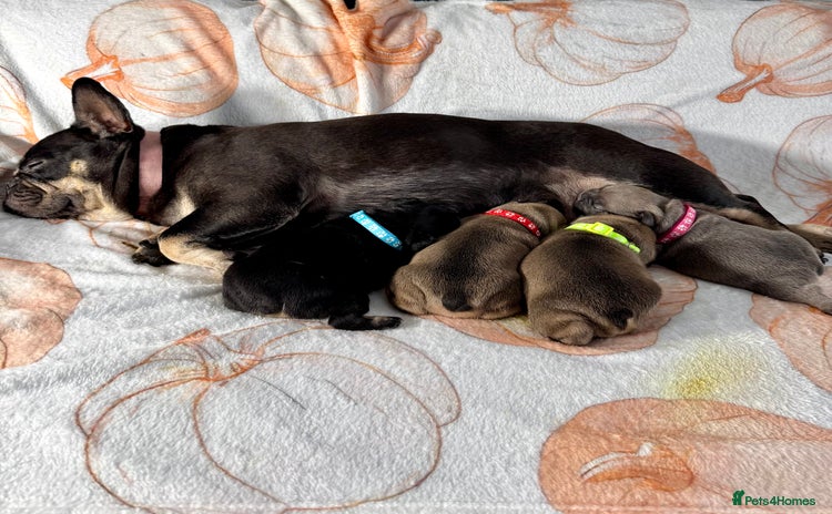 French Bulldog dogs - Advert 2