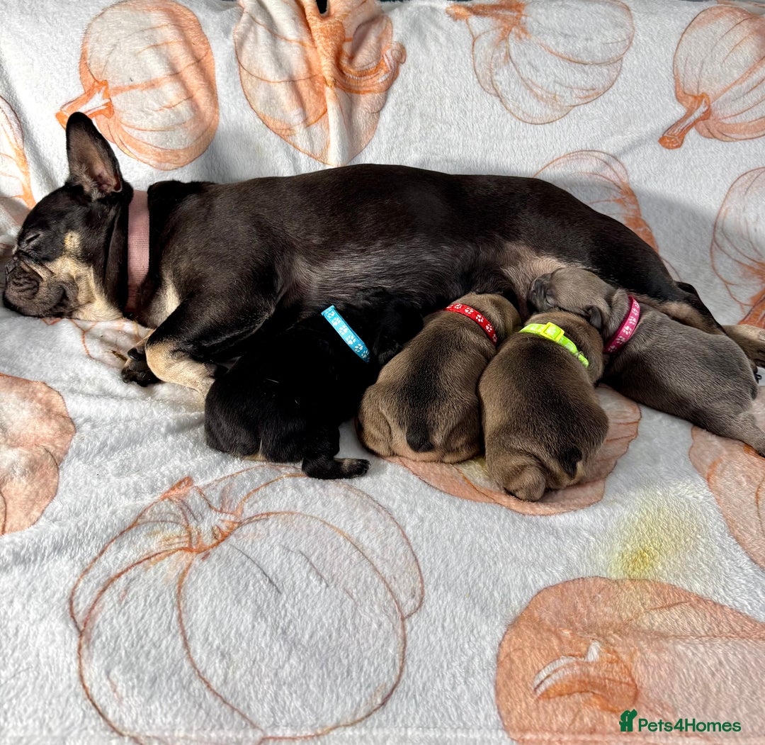 French Bulldog dogs for sale: Four beautiful healthy female French Bulldogs - Image 1