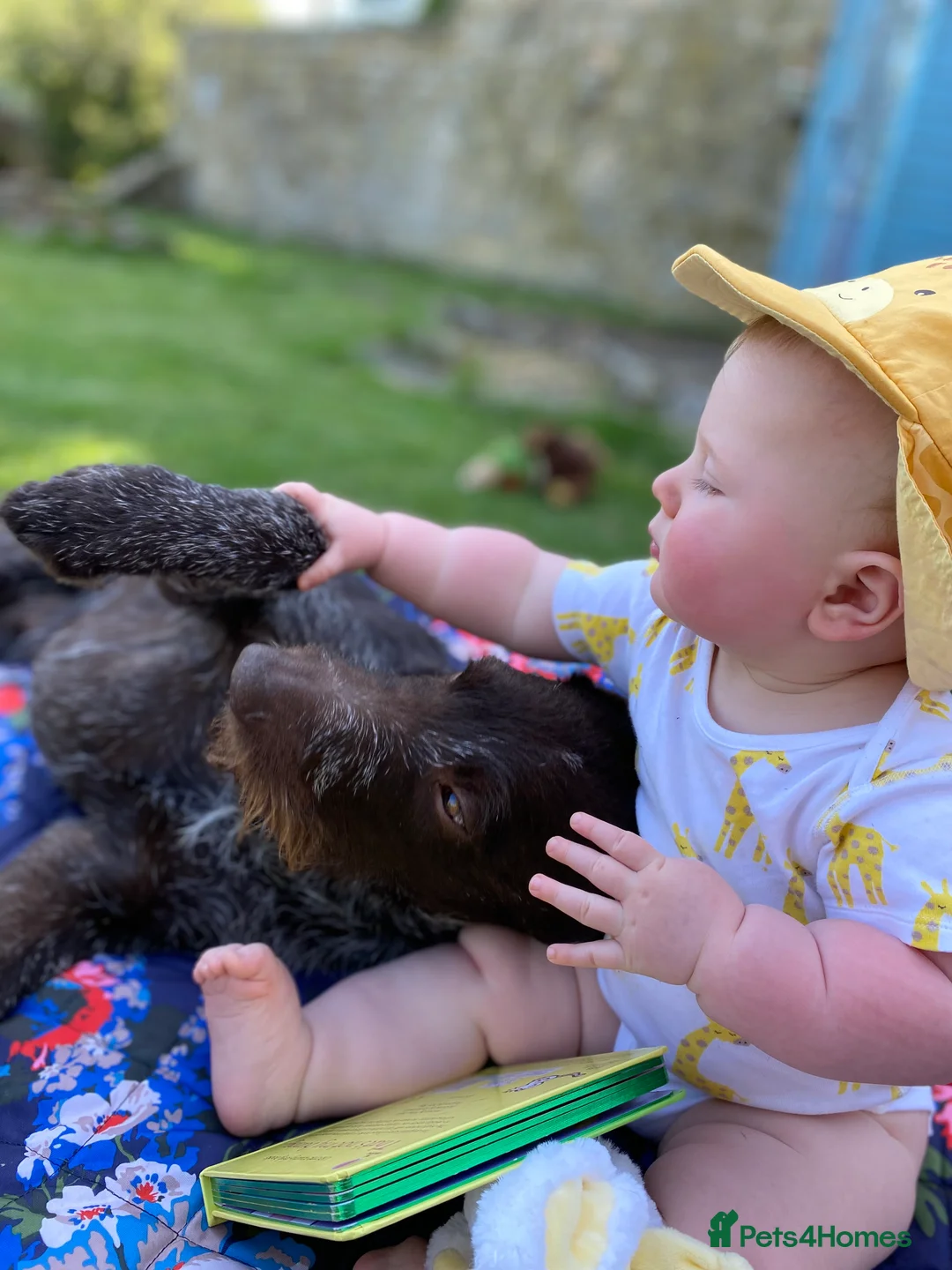 German Wirehaired Pointer dogs for stud: Liver German Wirehaired Pointer for stud (KC Reg) in Ripon - Advert 3