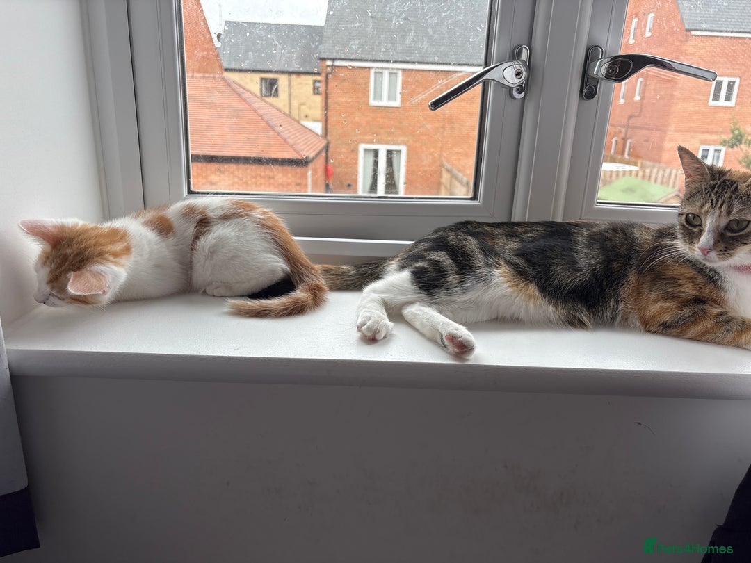 Mixed Breed cats for sale: Kittens for sale  - Image 5