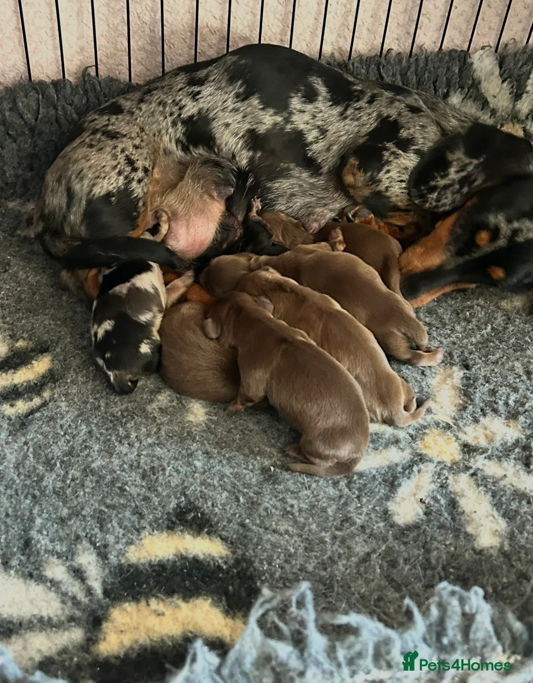 Dachshund dogs for sale: Miniature dachshund puppies for sale  - Advert 2