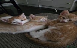 Mixed Breed cats for sale: 4 Playful Male Kittens Ready for Loving Homes! - Image 12