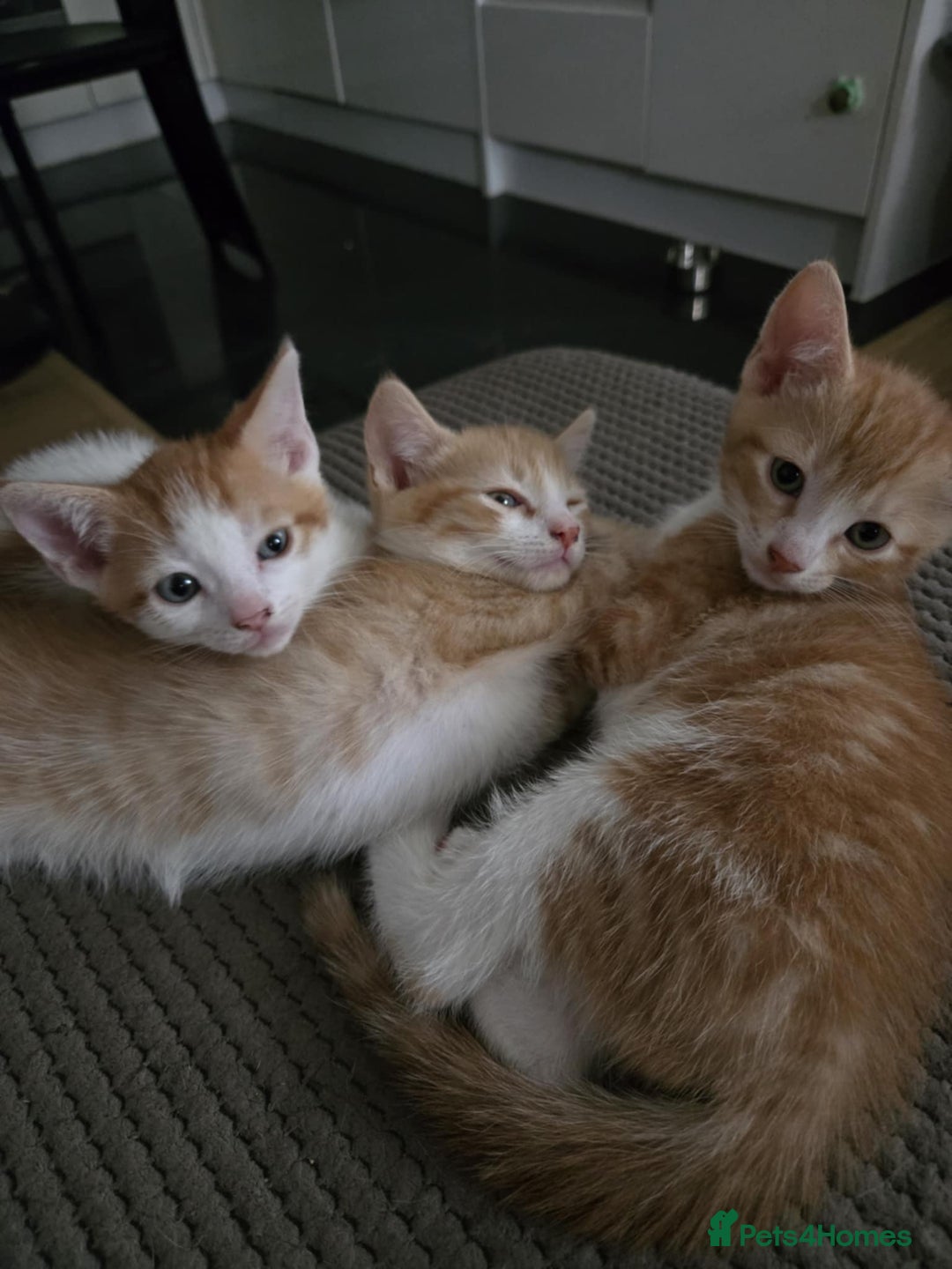 Mixed Breed cats for sale: 4 Playful Male Kittens Ready for Loving Homes! - Image 12