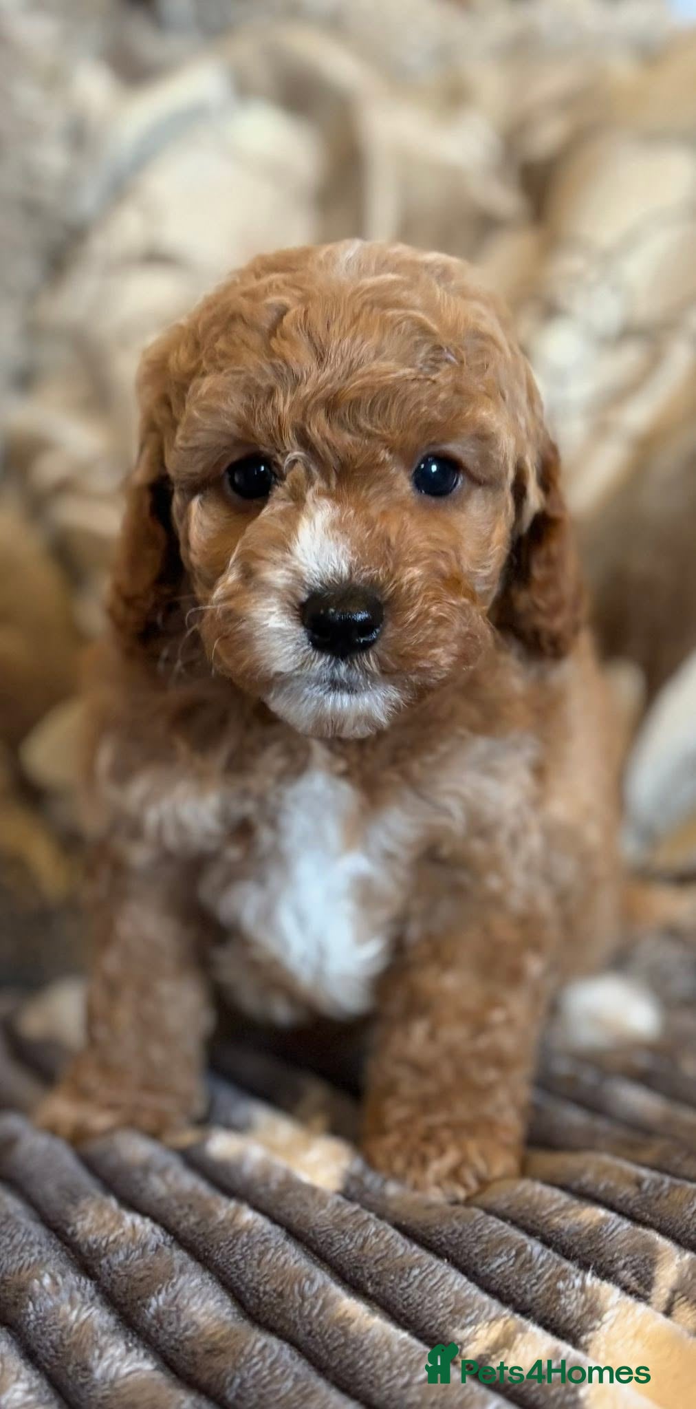 Cockapoo dogs F1b Red & Golden Cockapoos Ready Now ! - Advert 11