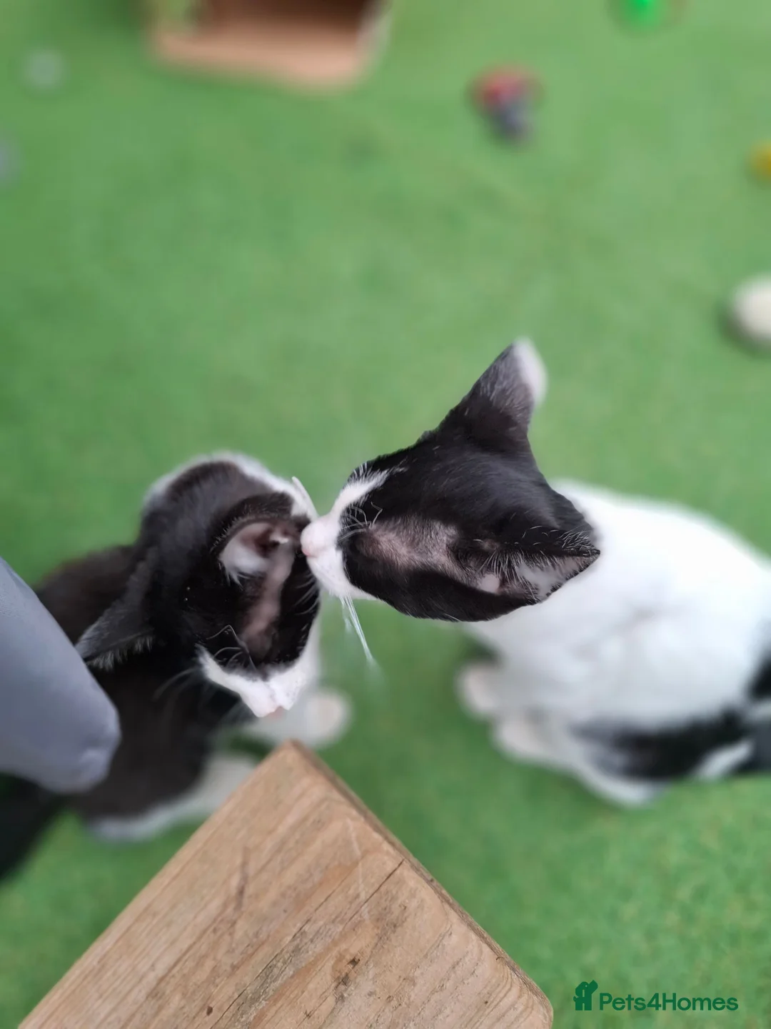 Mixed Breed cats for sale: Beautiful, Kittens Ready for Loving Homes  - Advert 1