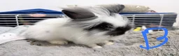 Lionhead rabbits for sale: 🐰 Adorable Rabbits Looking for Loving Homes 🐰 in Coventry - Advert 6