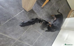 Dachshund dogs for sale: Dachshund puppies  - Image 10