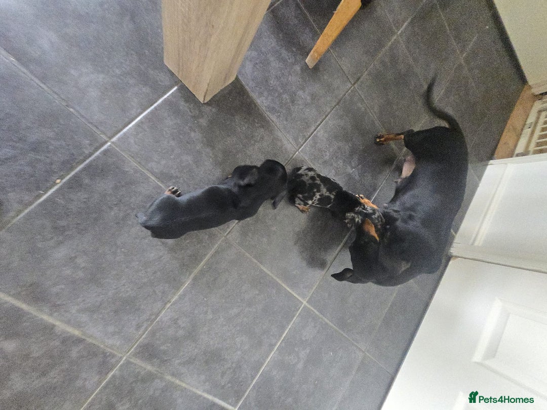 Dachshund dogs for sale: Dachshund puppies  - Image 10