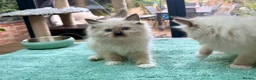 Ragdoll cats for sale: 🏆Sired by Imperial Grand Champion TICA REGISTERED - Advert 21
