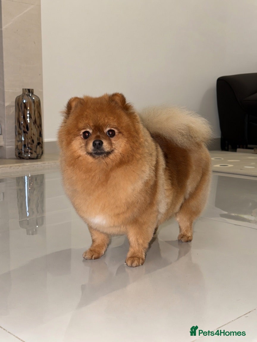 Pomeranian dogs for sale: Top quality teddy bear Pomeranian boys  - Advert 1